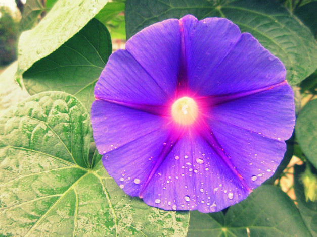 Обои картинки фото цветы, вьюнки,  ипомеи, вьюнок