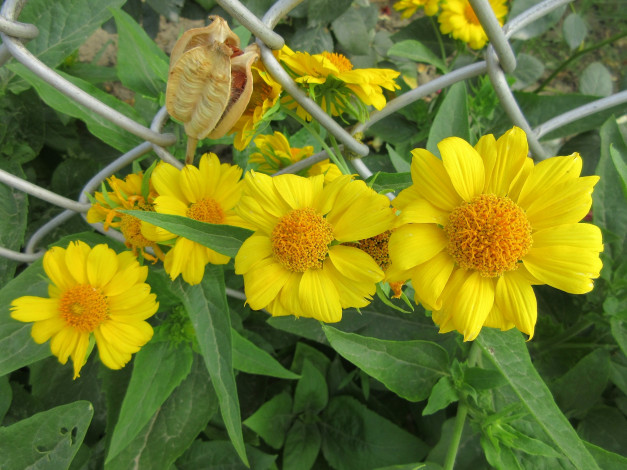 Обои картинки фото цветы, жёлтые