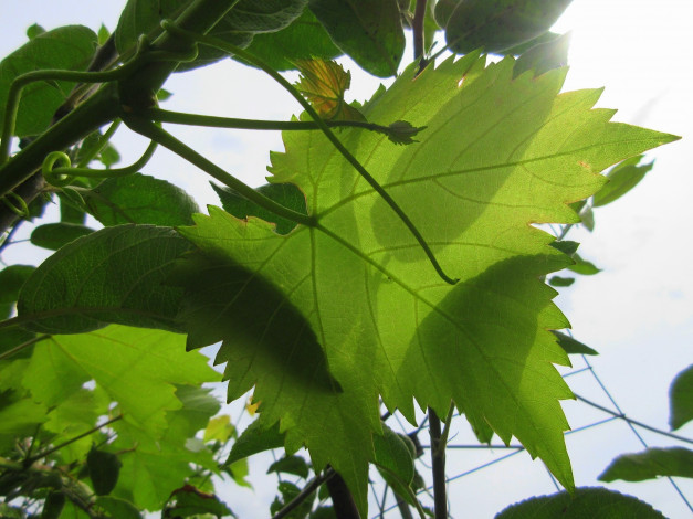 Обои картинки фото природа, листья