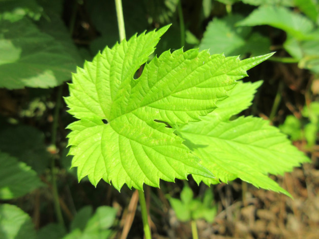 Обои картинки фото природа, листья, хмель