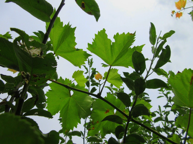 Обои картинки фото природа, листья, виноград