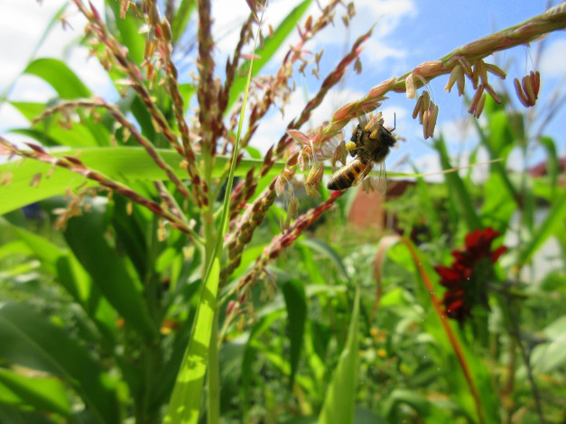 Обои картинки фото природа, макро, лето, кукуруза