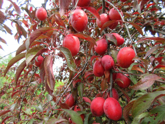 Обои картинки фото природа, плоды, алыча, красна