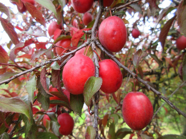 Обои картинки фото природа, плоды, красна, алыча