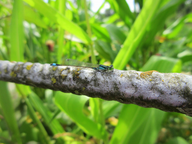 Обои картинки фото животные, стрекозы, стрекоза, макро