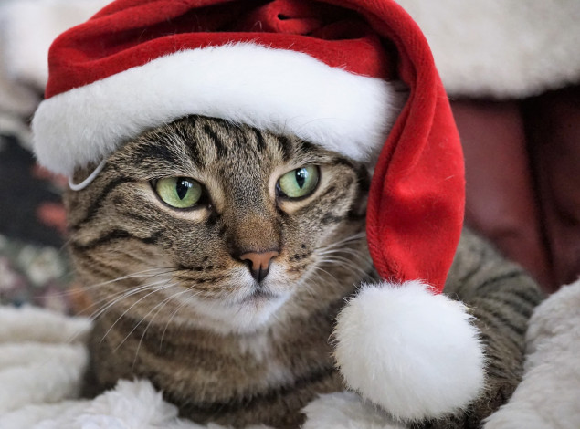 Обои картинки фото животные, коты, морда, колпак