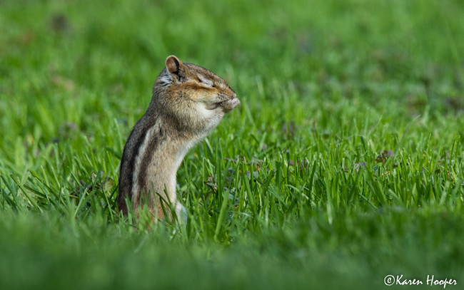 Обои картинки фото животные, бурундуки, хомячит, животное, трава, окрас, бурундук