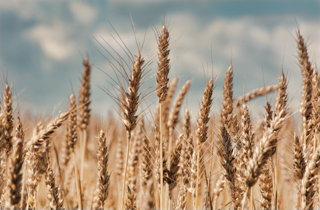 Обои картинки фото природа, макро, колосья