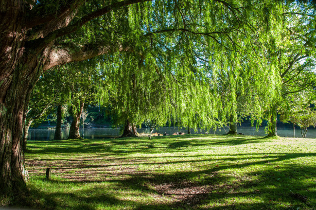 Обои картинки фото природа, реки, озера, лес, река