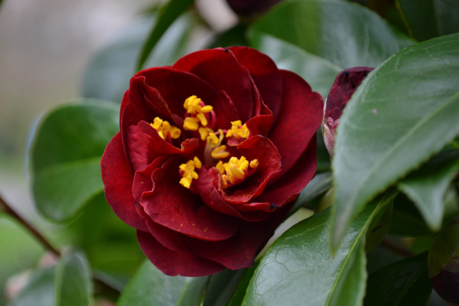 Обои картинки фото цветы, камелии, кустарник, bud, leaf, camellia, листья, камелия, shrubs, flowering, цветение, бутон