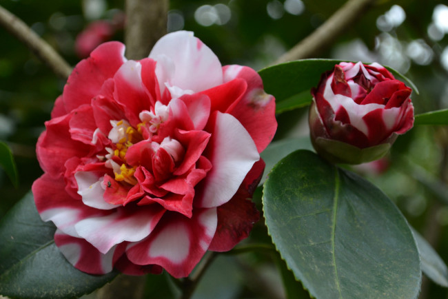 Обои картинки фото цветы, камелии, нежность, цветение, листья, лепестки, розовая, бутон, камелия