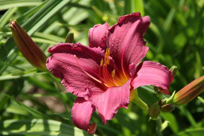 Обои картинки фото цветы, лилии,  лилейники, сад, лилейники, лето, июль, дача