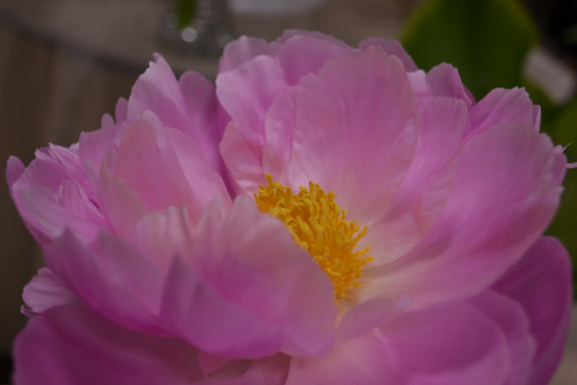 Обои картинки фото цветы, пионы, бутон, пион, цветение, листья, лепестки