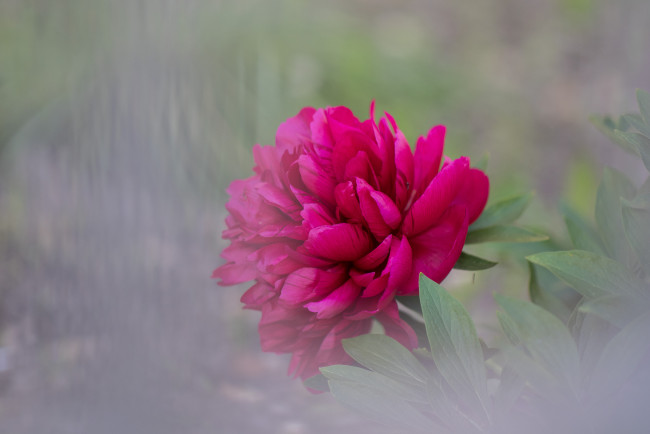 Обои картинки фото цветы, пионы, пион