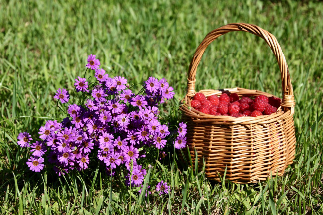 Обои картинки фото еда, малина, брахикома, букетик, дача, июль, композиции, корзинка, лето