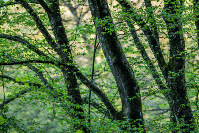 Обои картинки фото природа, деревья