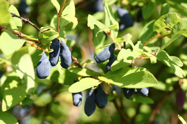 Обои картинки фото природа, плоды, дальний, восток, дача, жимолость, июнь, лето, сад, хабаровск, ягоды