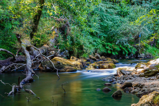 Обои картинки фото природа, реки, озера, река, лес