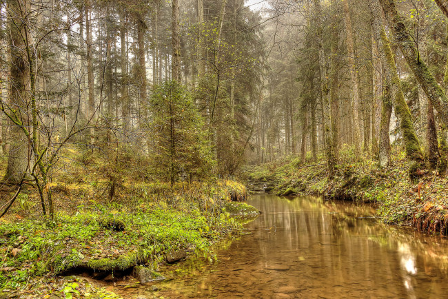 Обои картинки фото природа, реки, озера, река, лес