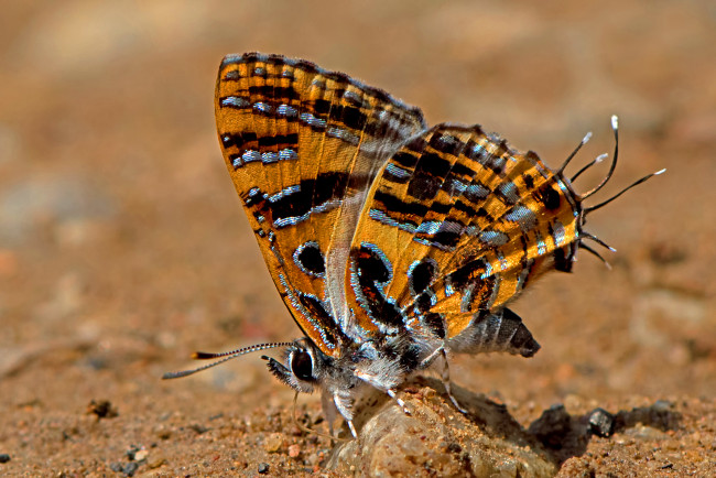 Обои картинки фото животные, бабочки,  мотыльки,  моли, бабочка