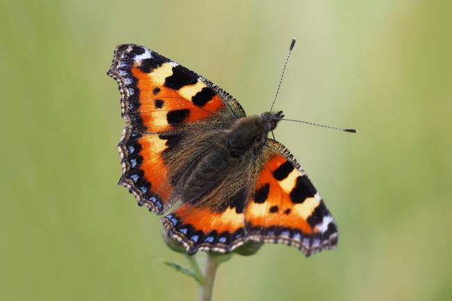 Обои картинки фото животные, бабочки,  мотыльки,  моли, бабочка