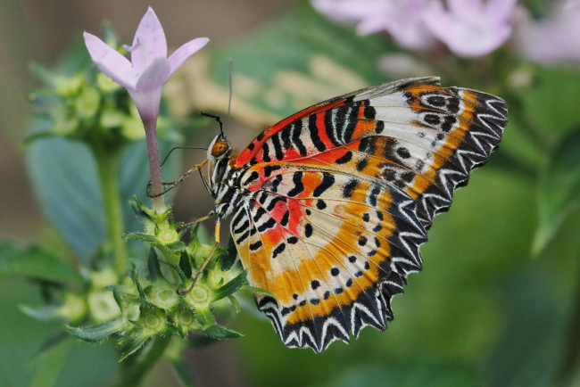 Обои картинки фото животные, бабочки,  мотыльки,  моли, бабочка