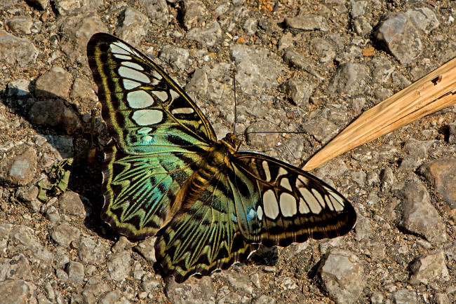 Обои картинки фото животные, бабочки,  мотыльки,  моли, бабочка