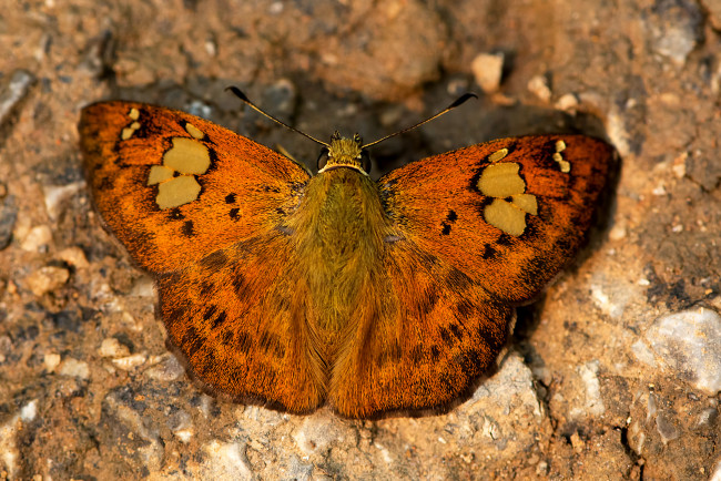 Обои картинки фото животные, бабочки,  мотыльки,  моли, бабочка