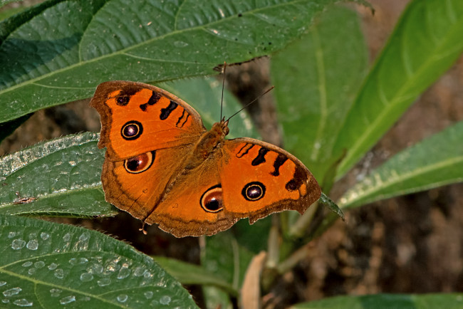 Обои картинки фото животные, бабочки,  мотыльки,  моли, бабочка