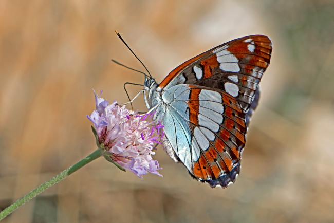 Обои картинки фото животные, бабочки,  мотыльки,  моли, бабочка