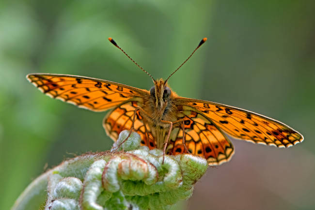 Обои картинки фото животные, бабочки,  мотыльки,  моли, бабочка