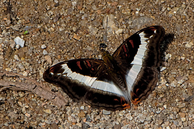 Обои картинки фото животные, бабочки,  мотыльки,  моли, бабочка