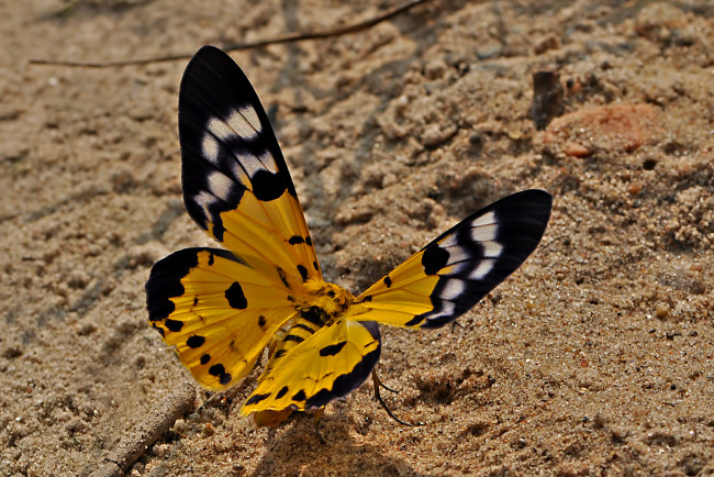 Обои картинки фото животные, бабочки,  мотыльки,  моли, бабочка