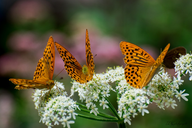 Обои картинки фото животные, бабочки,  мотыльки,  моли, бабочка