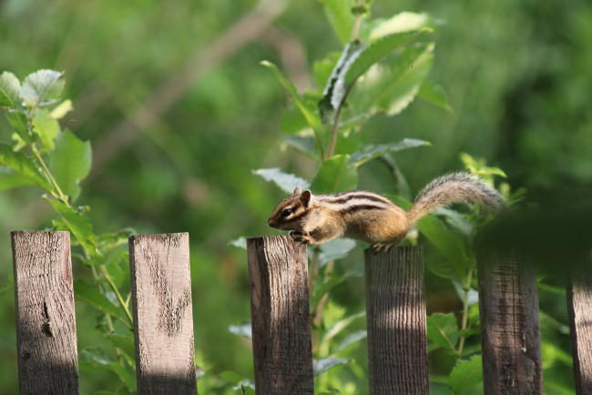 Обои картинки фото животные, бурундуки, дача, дикие, лето, июль, грызуны