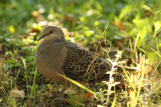 Обои картинки фото животные, голуби, дальний, восток, горлица, сибирская, хабаровск, птицы, большая, пернатые, дикие