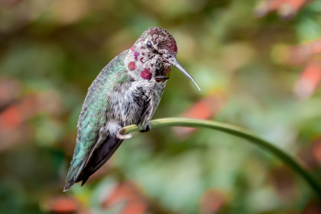 Обои картинки фото животные, колибри, клювик, маленькая, птичка, малышка