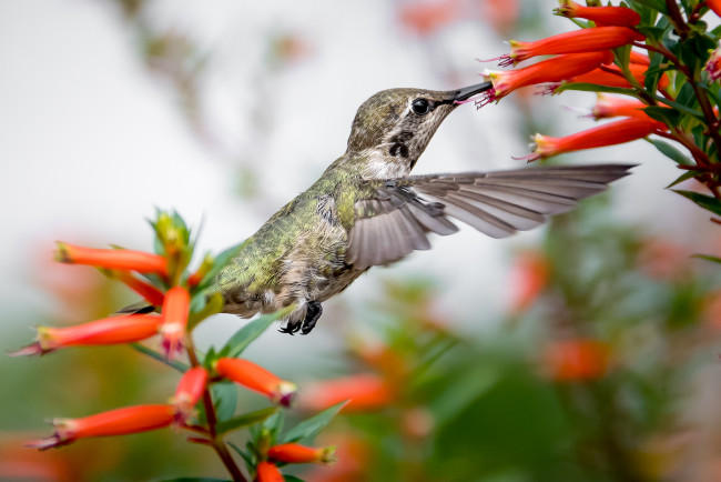 Обои картинки фото животные, колибри, птичка, маленькая, малышка, клювик