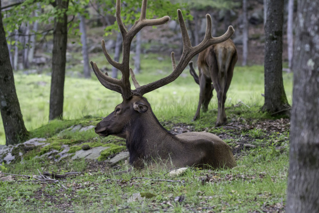 Обои картинки фото животные, олени, рога, олень, большой