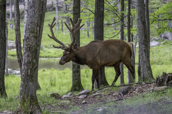 Обои картинки фото животные, олени, рога, олень, шерсть, окрас, большой