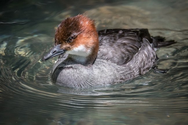 Обои картинки фото животные, птицы, вода, забавная, перья, птица, окрас