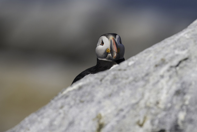 Обои картинки фото животные, тупики, птица, окрас, тупик