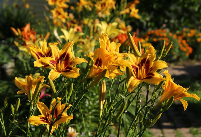 Обои картинки фото цветы, лилии,  лилейники, сад, лилейники, лето, красота, июль, дача