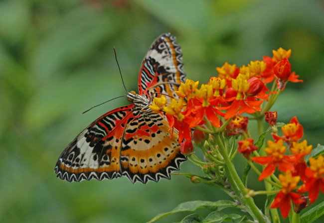 Обои картинки фото животные, бабочки,  мотыльки,  моли, бабочка