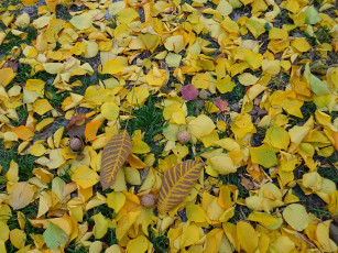 Картинка природа листья орехи