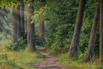 Картинка природа лес деревья лучи