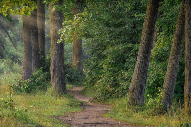 Обои картинки фото природа, лес, деревья, лучи