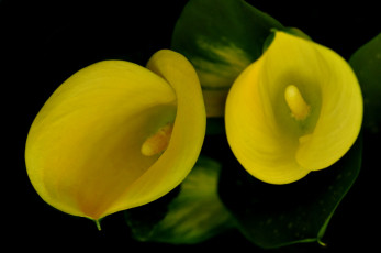 Картинка цветы каллы