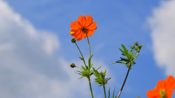 обоя цветы, космея