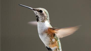 Картинка животные колибри птица